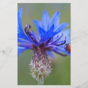 Blue Blossoms Ladybug Peace Love Destiny Art  Vine Stationery