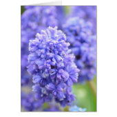 Blue Blue Bells (Front)