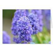 Blue Blue Bells (Front Horizontal)