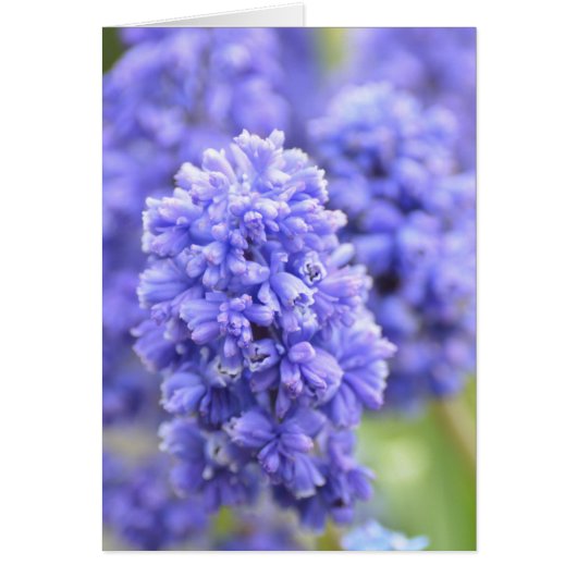 Blue Blue Bells Cards (Front)