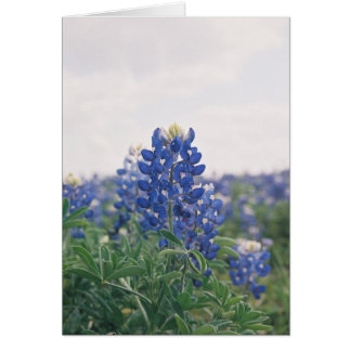 Blue Bonnet Cards
