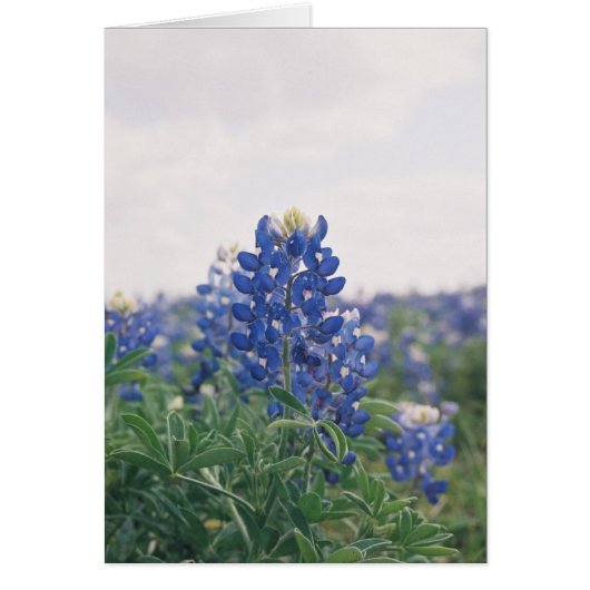 Blue Bonnet Cards (Front)