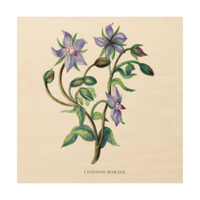 Blue Borage Wildflower Series Botanical Wall Art (Front)