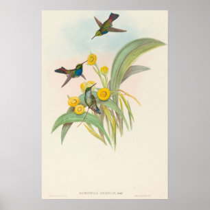 Blue-breasted Hummingbirds by John Gould Poster