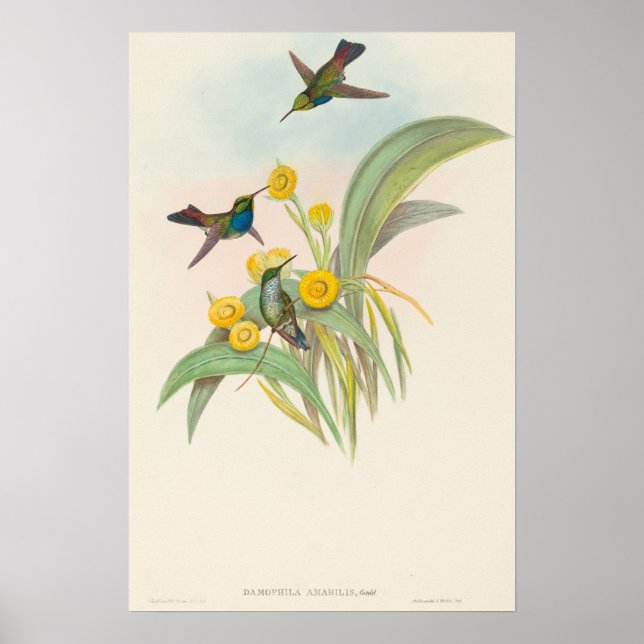 Blue-breasted Hummingbirds by John Gould Poster (Front)
