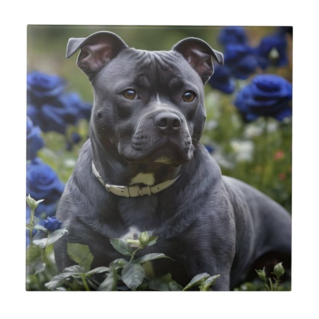 "Blue Brindle Beauty: A Staffy in Blue Roses Ceramic Tile (Front)