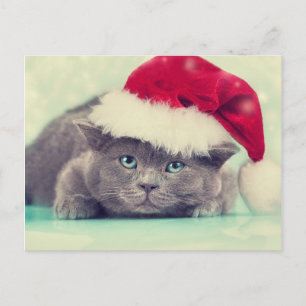 Blue British Cat Purr-fect Holiday Season