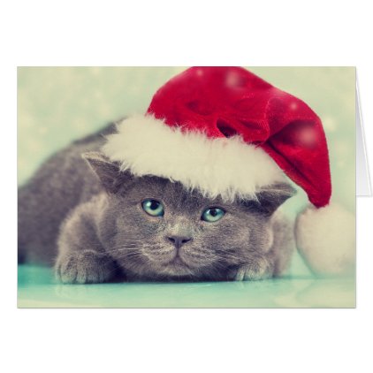 Blue British Cat Purr-fect Holiday Season Card