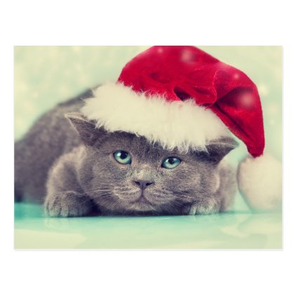 Blue British Cat Purr-fect Holiday Season Postcard