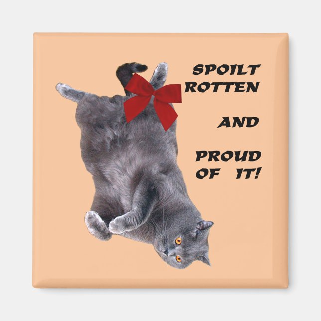 Blue British Shorthair Cat fridge magnet (Front)