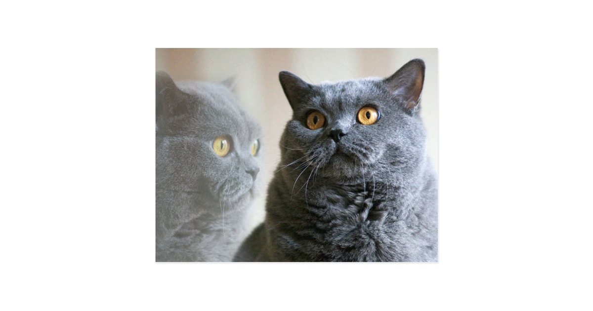 Blue British Shorthair With Gold Eyes Postcard Zazzle Com