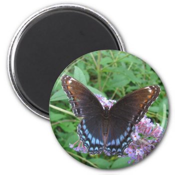 Blue & Brown Butterfly ~ Magnet by Andy2302 at Zazzle