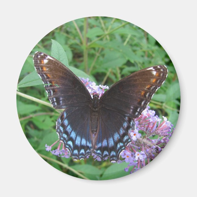 Blue & Brown butterfly ~ magnet (Front)