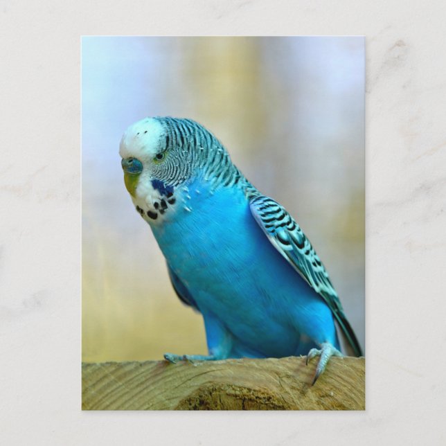 Blue budgerigar perched postcard (Front)