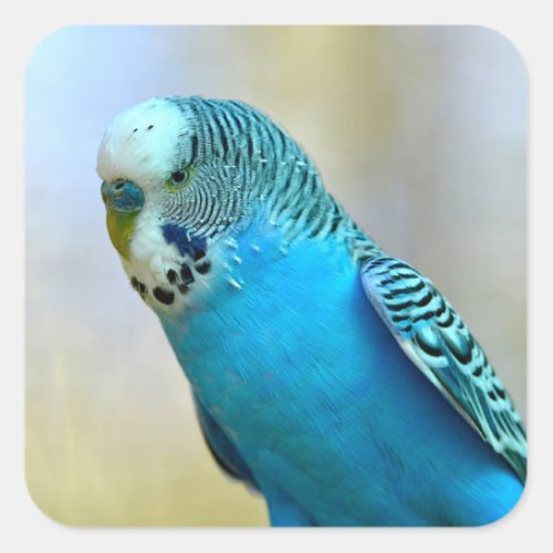 Blue budgerigar perched postcard square sticker