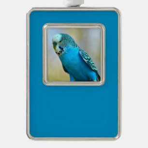 Blue budgerigar perched postcard square sticker T- Christmas Ornament