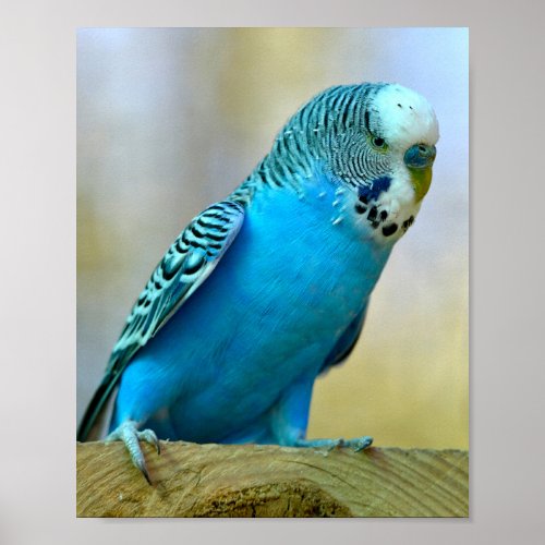 Blue budgerigar perched postcard square sticker T_ Poster