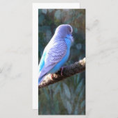 Blue Budgie Bird (Front/Back)