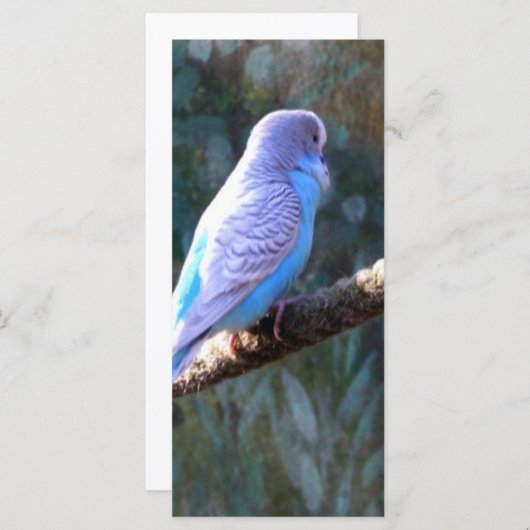 Blue Budgie Bird (Front/Back)