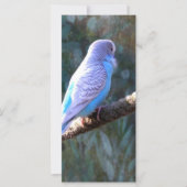 Blue Budgie Bird (Front)