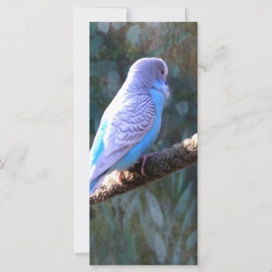 Blue Budgie Bird (Front)