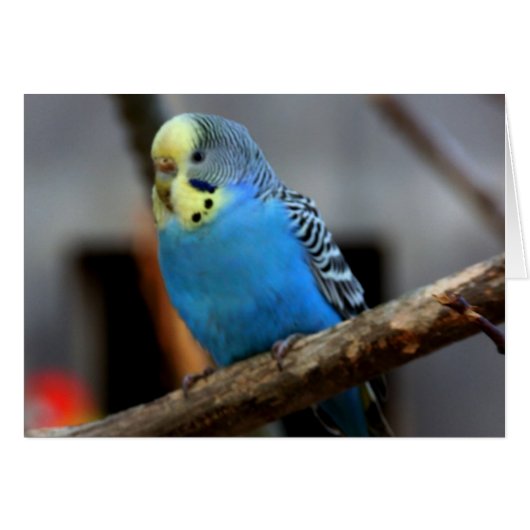 Blue Budgie Cards (Front Horizontal)