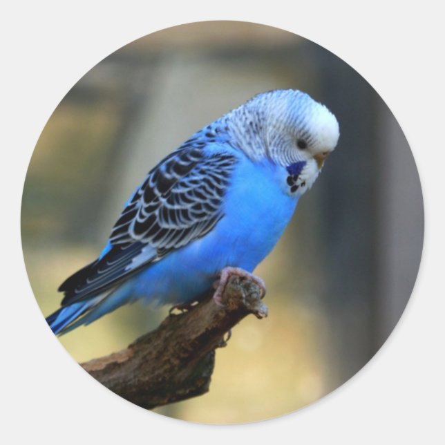 Blue Budgie Classic Round Sticker (Front)