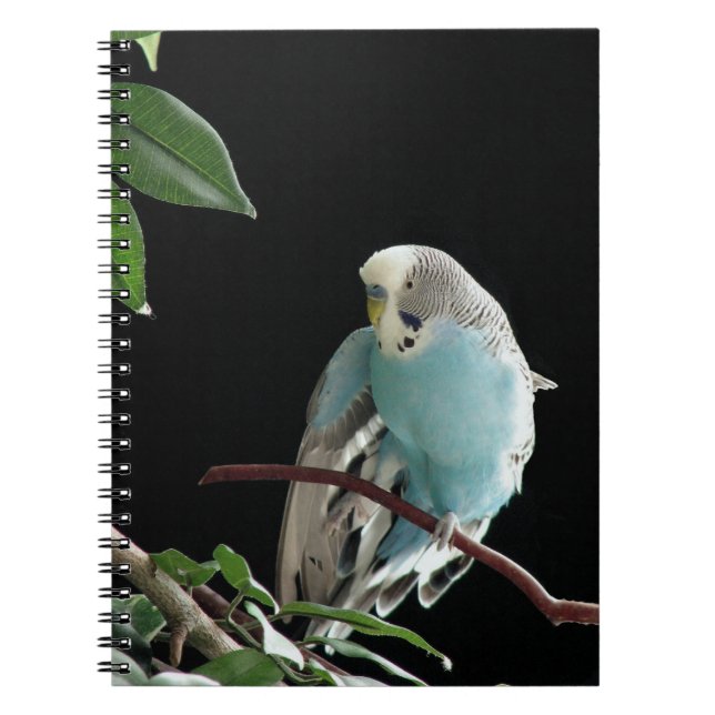 Blue Budgie Notebook, Parakeet Stationery Notebook (Front)