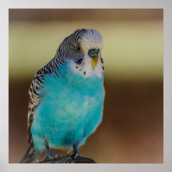 Blue Budgie Poster by Tissling at Zazzle