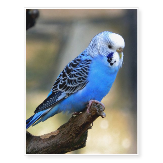 Blue Budgie Temporary Tattoos (Front)