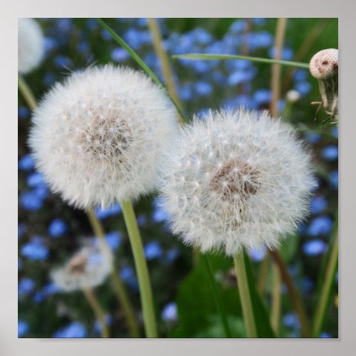 blue buttercup plant dandelion meadow white poster