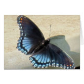 Blue Butterfly (Front Horizontal)