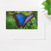 Blue Butterfly (Desk)
