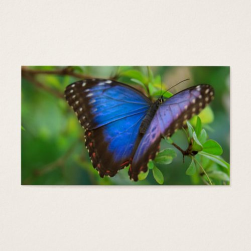 Blue Butterfly Business Card
