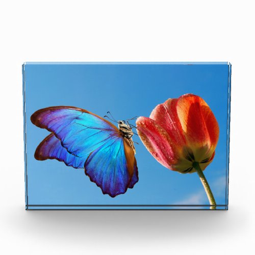 Blue Butterfly and Red Tulip Photo Block