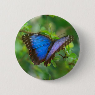 Blue Butterfly Button