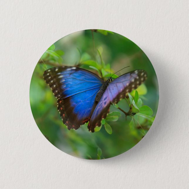 Blue Butterfly Button (Front)