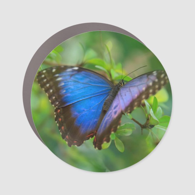 Blue Butterfly  Car Magnet (Front)