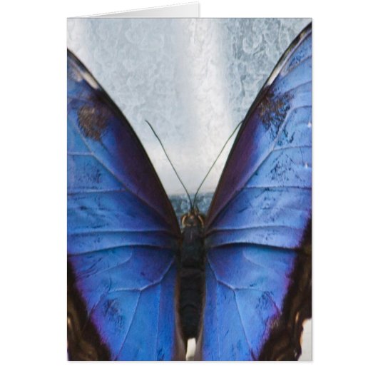 Blue Butterfly Cards (Front)