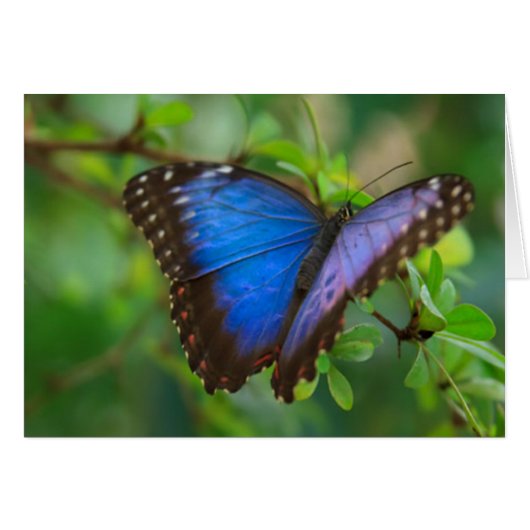 Blue Butterfly Cards (Front Horizontal)