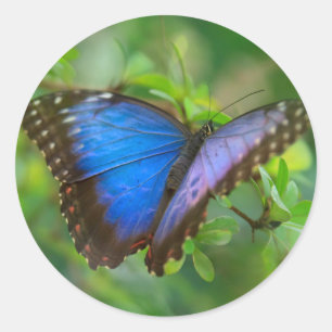 Blue Butterfly Classic Round Sticker