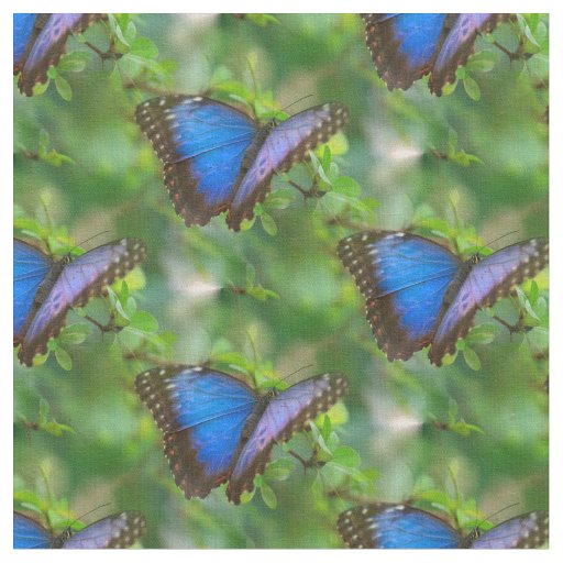 Blue Butterfly Fabric