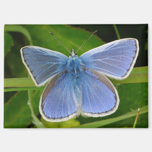 Blue Butterfly Magnet
