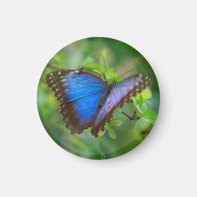 Blue Butterfly Magnet (Front)