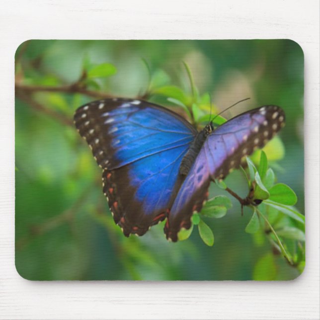 Blue Butterfly Mouse Pad (Front)