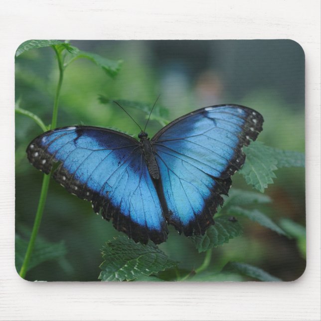 Blue Butterfly Mousepad (Front)