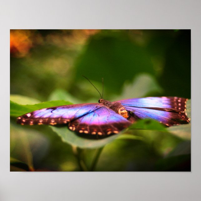 Blue Butterfly Nature Close Up Tint Poster (Front)