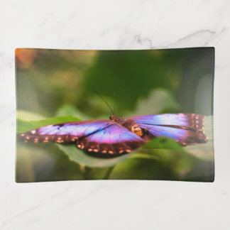 Blue Butterfly Nature Close Up Trinket Tray