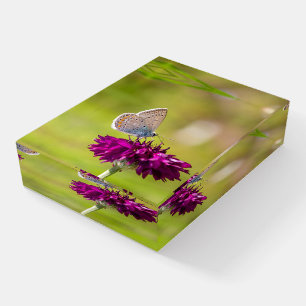 Blue Butterfly on a Purple Flower Paperweight