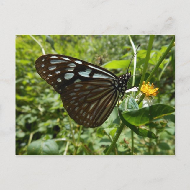 Blue butterfly postcard (Front)